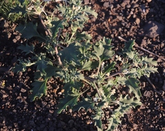 Chascanum pumilum