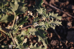 Chascanum pumilum