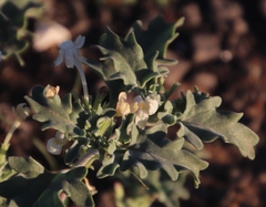 Chascanum pumilum