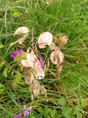 Lunaria annua