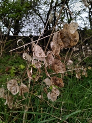 Lunaria annua