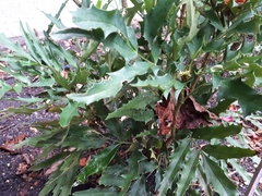 Berberis ganpinensis