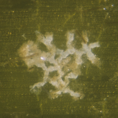 Nubeculariidae