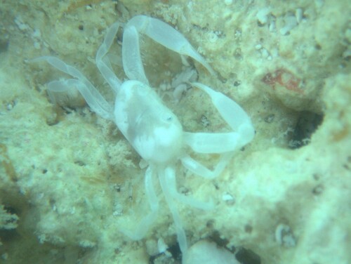 Libystes villosus observed 2026-03-12