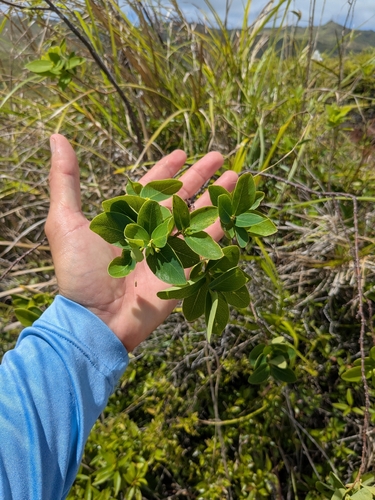 Wikstroemia elliptica observed 2026-03-29