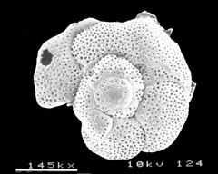 Valvulineria candeiana