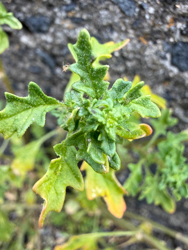 Dysphania pumilio observed 2026-04-02