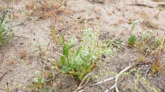 Cryptantha ganderi