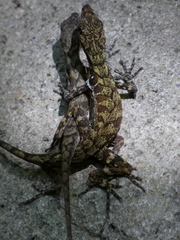 Anolis lionotus