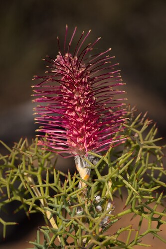 Bottlebrush Grevillea (Grevillea paradoxa)