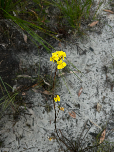 Goodenia stelligera observed 2026-03-31