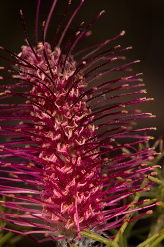 Grevillea paradoxa, photograph 6