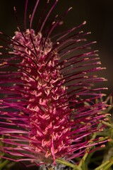 Grevillea paradoxa, photograph (c) Cal Wood, some rights reserved (CC BY)
