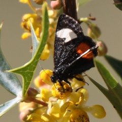 Psychomorpha epimenis
