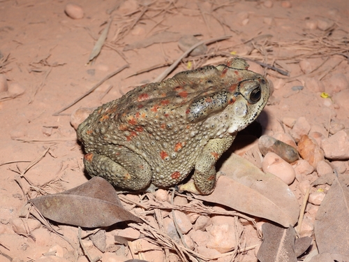 Asian Common Toad