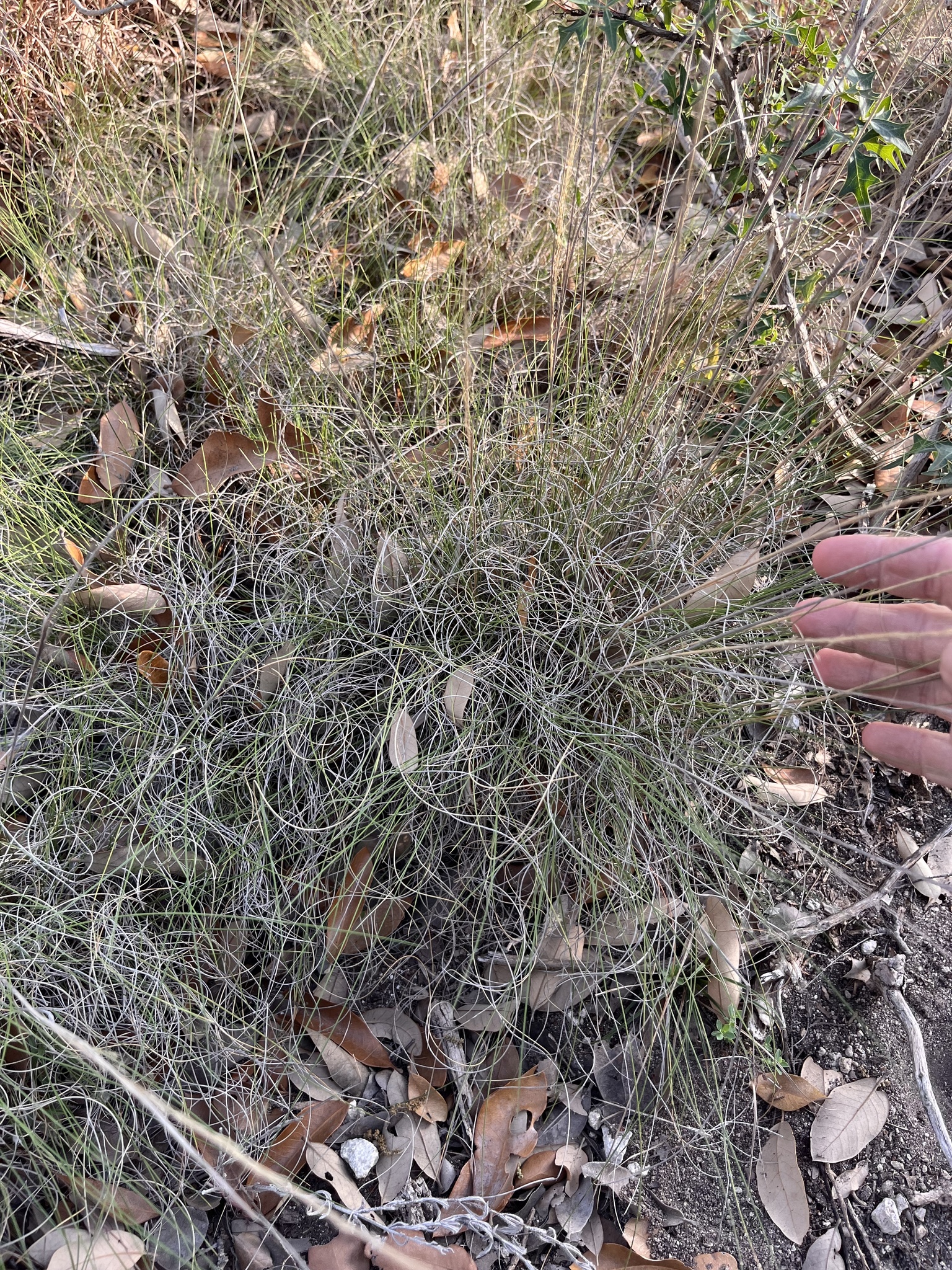 Seep Muhly (Muhlenbergia reverchonii)