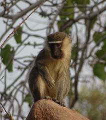 Chlorocebus tantalus