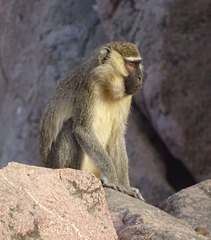 Chlorocebus tantalus