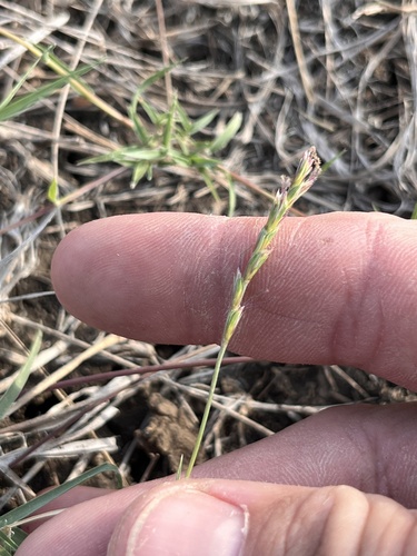 curly-mesquite (Hilaria belangeri)