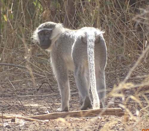 Tantalus Monkey
