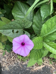 Ipomoea setifera