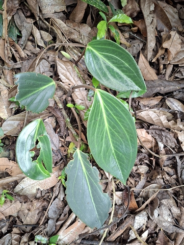 Spotted peperomia