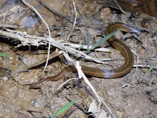 Rainbow Mud Snake