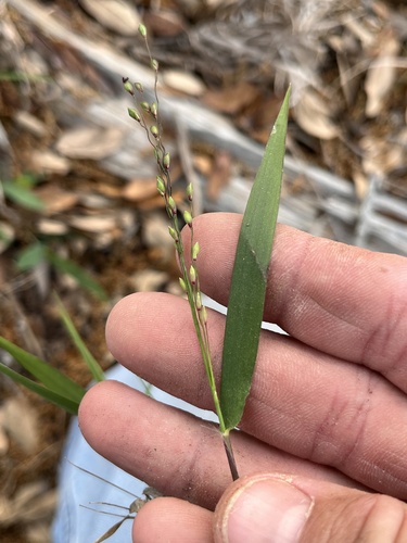 cedar rosette grass (Dichanthelium pedicellatum)