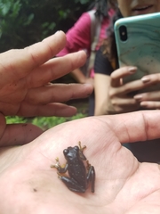 Rulyrana flavopunctata