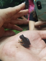 Rulyrana flavopunctata