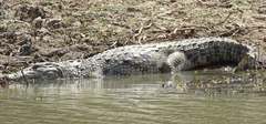 Crocodylus suchus