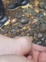 Rulyrana flavopunctata