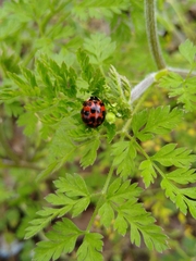 Harmonia axyridis