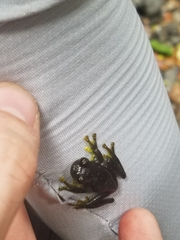 Rulyrana flavopunctata