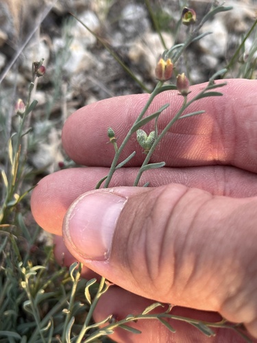 Dutchman's britches (Thamnosma texana)