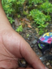 Rulyrana flavopunctata