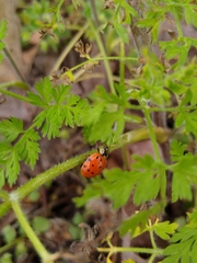 Harmonia axyridis