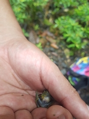 Rulyrana flavopunctata