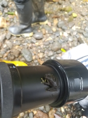 Rulyrana flavopunctata