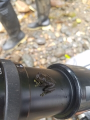 Rulyrana flavopunctata