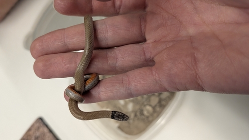 Southwestern Blackhead Snake