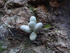 Pachyphytum