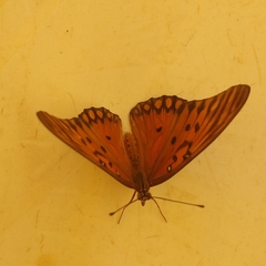 Dione vanillae