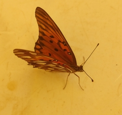 Dione vanillae