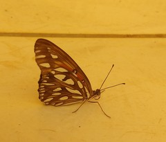 Dione vanillae