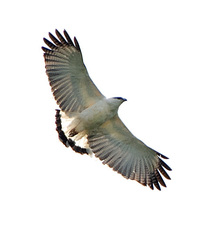 White Hawk (Pseudastur albicollis) · iNaturalist