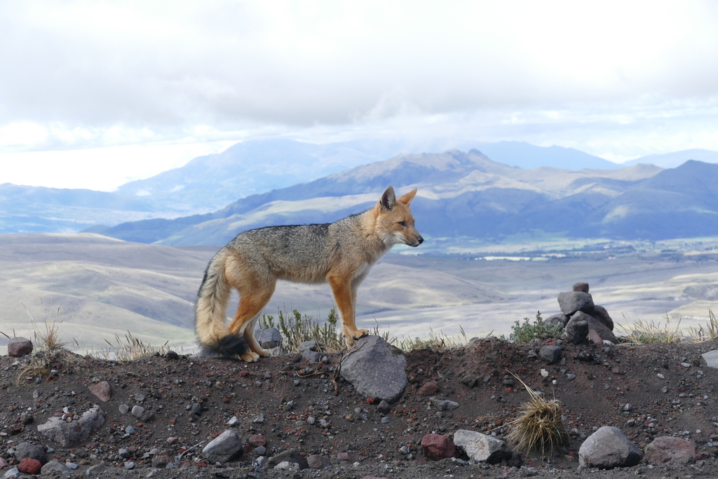 Lycalopex culpaeus, Mejía, Ecuador, by wesleymcgee1207