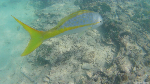 Ocyurus chrysurus