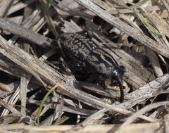 Sphenophorus cariosus