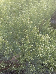 Baccharis notosergila